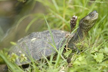 Mediterranean turtle in grass