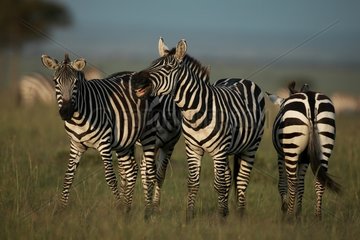 Zebres de Grant dans la savane Kenya