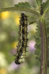 Nymphal molt of a caterpillar of Small Tortoiseshell France