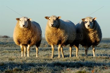 Moutons en Hollande Pays-Bas