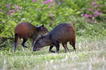 Red-rumped Agoutis on grass French Guiana
