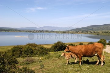 Vache et son veau au bord du lac Embalse del Ebro Espagne