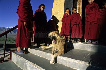 Dog yawning and young monks Monastery Thiksey Leh India