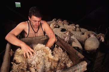 Tondeur tassant laine de brebis Mérinos dans sac de stockage
