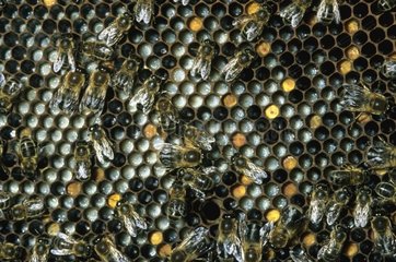 Bienen in einem Bienenstock auf der Brut