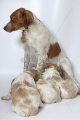 Brittany Spaniel puppies one month and a half sucking