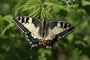 Old World Swallowtail on a branch France