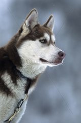 Porträt eines Schlittenhundes im Winter Savoie Frankreich