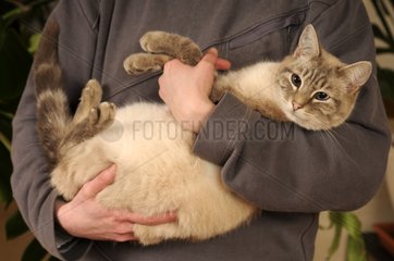 Male Siamese cat in woman arms France