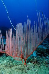 Red Whip Gorgonian on the seabed Gulf of Thailand