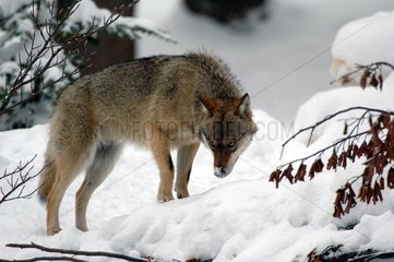 Wolf smelling a track National park of Bayerischerwald