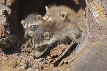 Young Raccons in an old trunk Minnesota USA