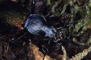 Portrait of a Ground Beetle in an undergrowth Tarn France