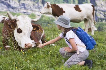 Girl and Abondance cows at rest in a pasture Alpes France