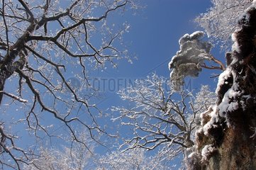 Trees on a Koepfel cliff in winter France