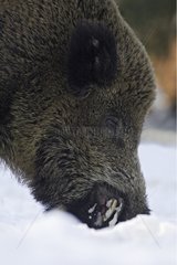 Wild boar under snow Schleswig-Holstein Germany