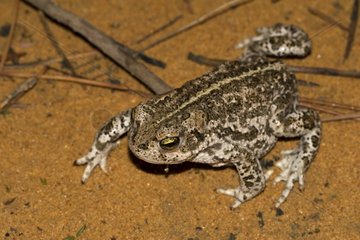 Natterjack Toad  die Frankreich auf dem Boden spaziert