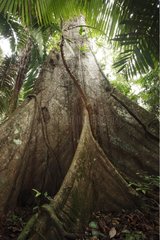 Tree buttress roots Reserve Pacaya-samiria Peru