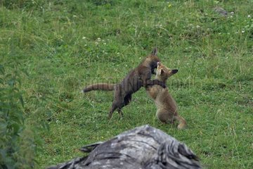 Young red foxes playing in the grass Vosges France