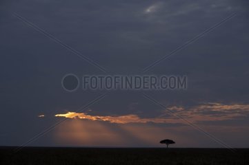 Sunset on the Masai Mara reserve Kenya