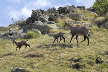 Female Chamois and its youngs Gran Paradiso peak NP Italy