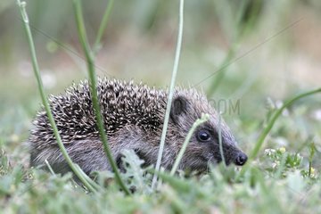 Young Western european hedgehog in a garden France