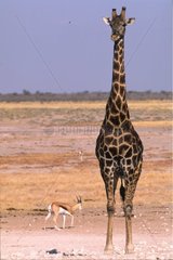 Giraffe and Springbok in the national park of Etosha Namibie
