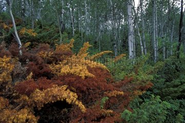Buissons colorés en forêt Canada
