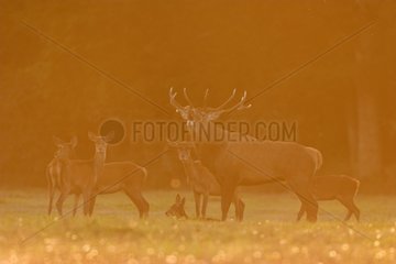 Rote Hirsch brüllen aus einer Herde von Hinds Frankreich