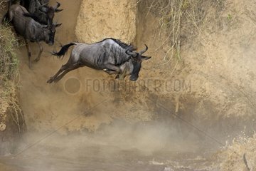 Blue wildebeest in migration jumping into the river Kenya