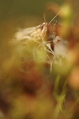 Rattle Grasshopper in grass Aube France