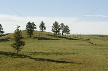 Landscape of Custer State Park Black Hills South Dakota USA.