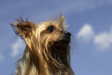 PortrÃ¤t eines Yorkshire-Terriers