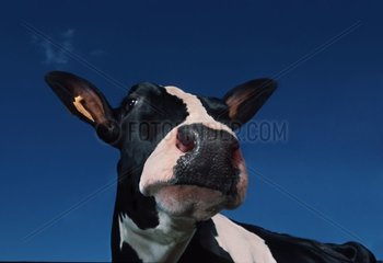 Prim'holstein Kuhporträt vor einem Hintergrund des blauen Himmels