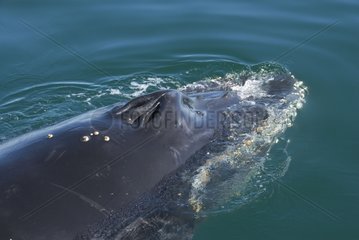 Head of a surfacing Humpback whale Gulf of California