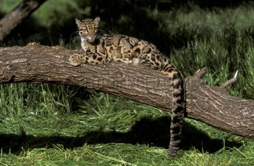 Young Clouded leopard in captivity lying on a trunk