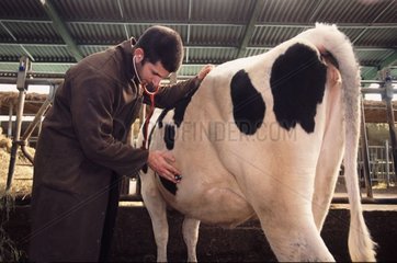 Auskultation einer Prim'holstein -Kuh in Stethoskop