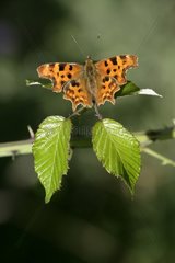 Komma-Schmetterling auf einem Blatt United-Kingdom