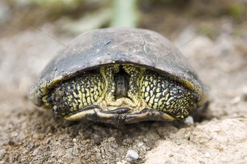 European pond turtle returned in its shell Turkey