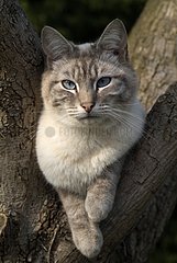 Female blue tabby point cat crossed Siamese France