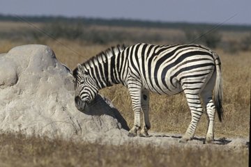 Zebra and termitière Etosha in winter Namibia