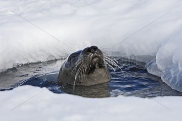 Weibliche Harfensiegel  die aus einem Loch im Eis Kanada auftaucht