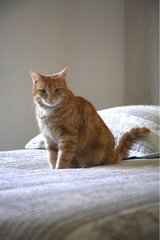 Cat sitting on a bed