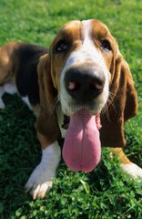 Portrait of a dog Basset hound sticking one's tongue