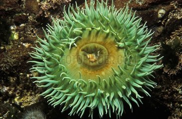 Giant Green Sea Anemone Pacific Northwest USA