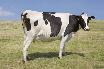 Portrait en pied de Prim'Holstein au pré