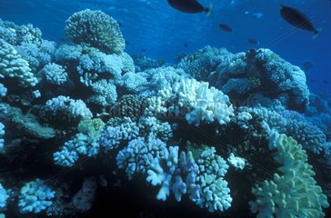 Blanchiment du corail Rangiroa Polynésie Française
