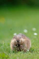 Rat musqué se nourrissant sur une pelouse Marais de Brière