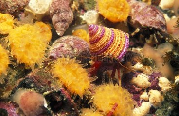 Maroon Hermit Crab moving among colorful corals Canada