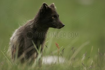 Arctic fox sat in a meadow during springtime in Iceland